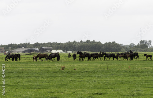 group of horses on farm in Holland © Chris Willemsen 