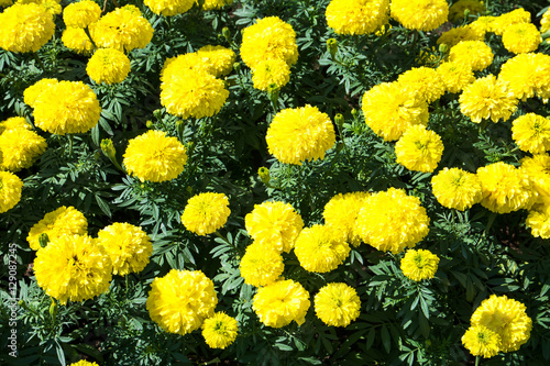 Yellow Marigolds flower.Marigold flowers in the garden