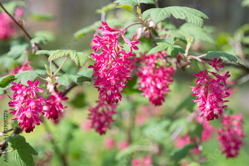 Flowers Ribes sanguineum