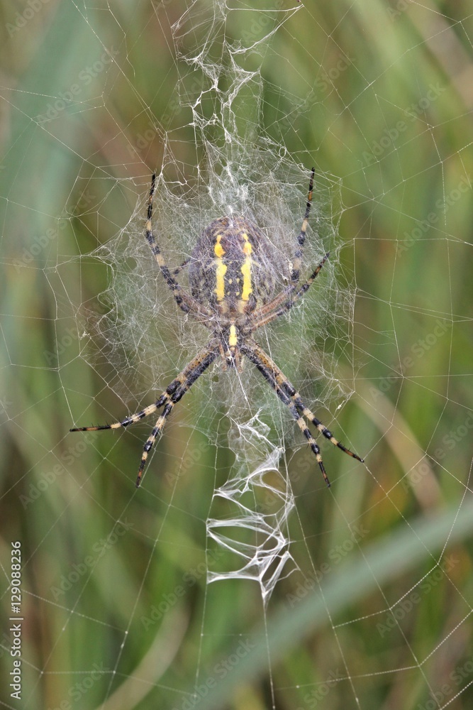Unterseite einer Wespenspinne (Argiope bruennichi) Unterseite einer Wespenspinne (Argiope bruennichi)