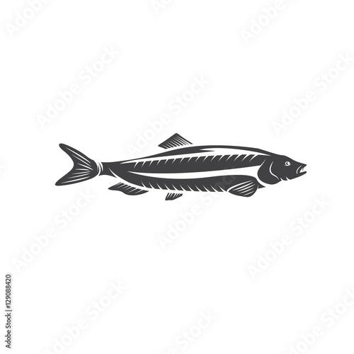 Herring fish vector design isolated on a white background