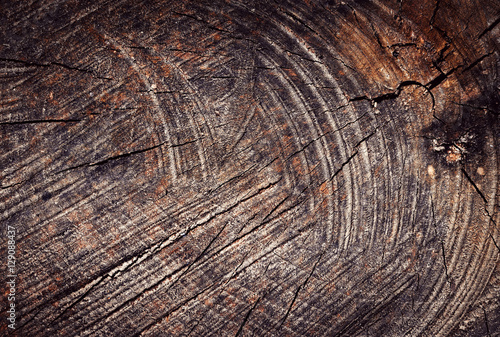 detail of an old scratches sawing stump
