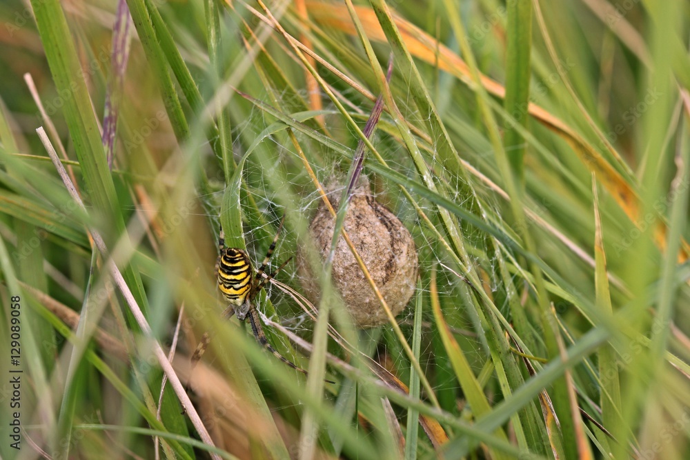 Wespenspinne (Argiope bruennichi) mit Kokon
Wespenspinne (Argiope bruennichi) mit Kokon