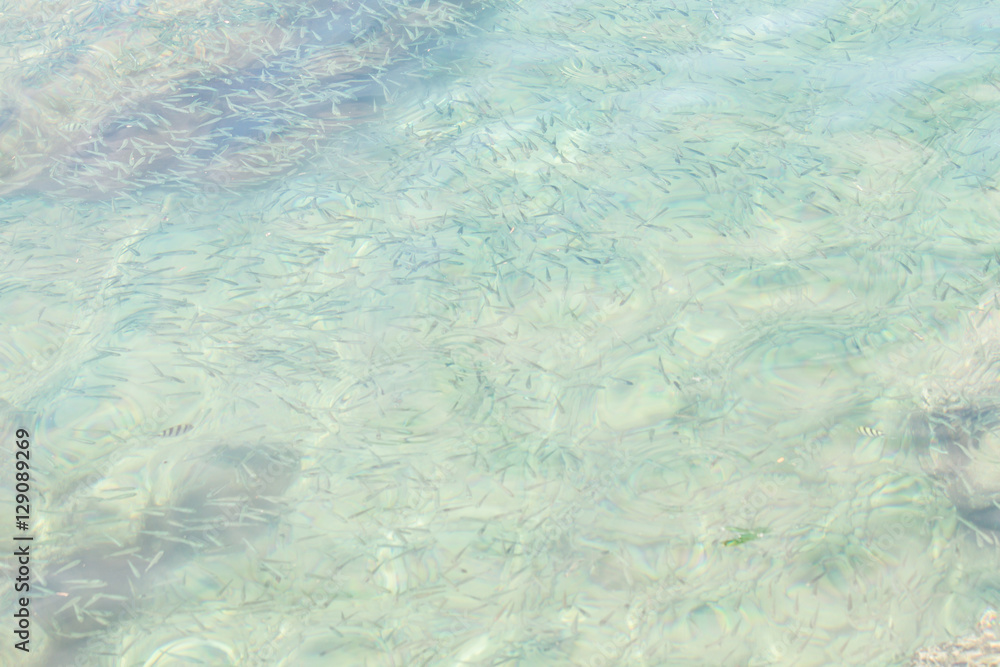 Obraz premium small fishes in sea water in motion blurred, top view
