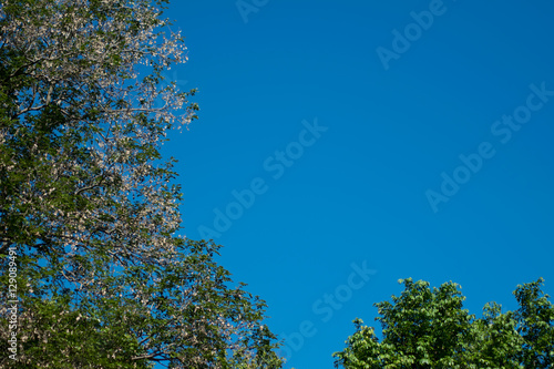 green leaves or green tree background with blue sky background