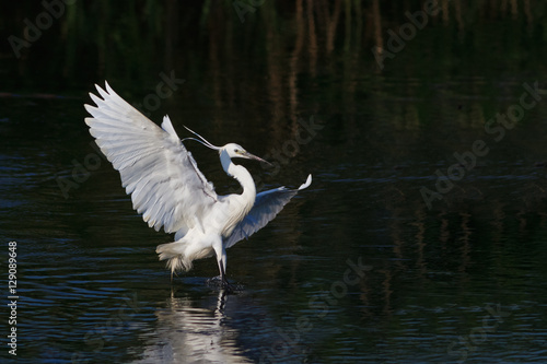 Fototapeta Naklejka Na Ścianę i Meble -  Little egret (Egretta garzetta)