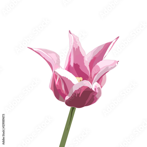 vector tulip