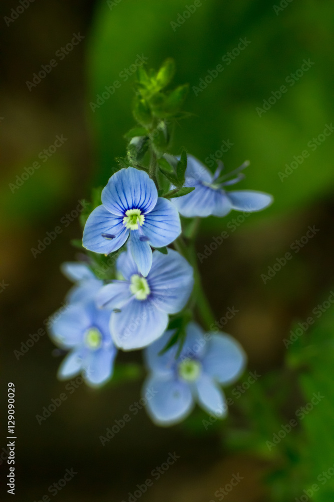 Germander Speedwell - Veronica Chamaedrys Germander Speedwell - Veronica Chamaedrys