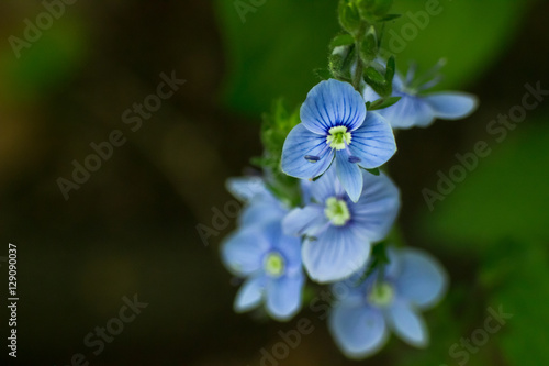 Germander Speedwell - Veronica Chamaedrys