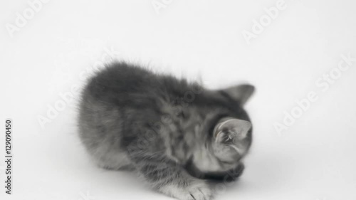 gray British kitten on white background