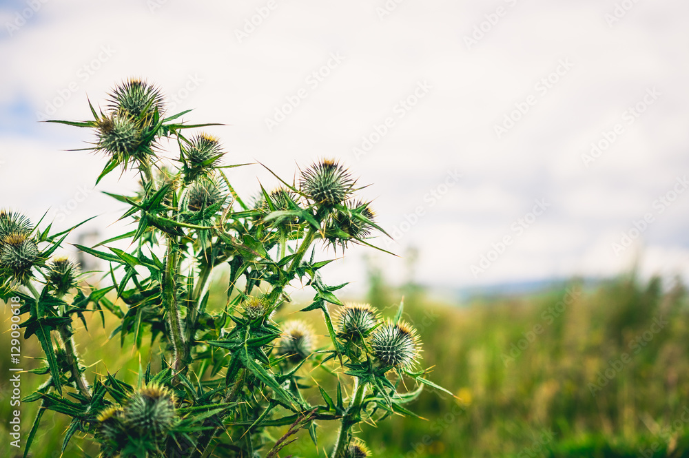 Fototapeta premium Thistle plant