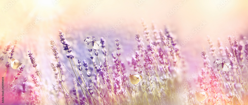 Beautiful flower garden - lavender garden and white butterfly - obrazy, fototapety, plakaty 