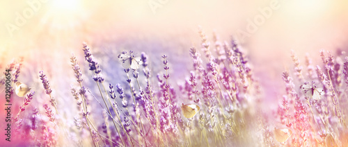 Beautiful flower garden - lavender garden and white butterfly