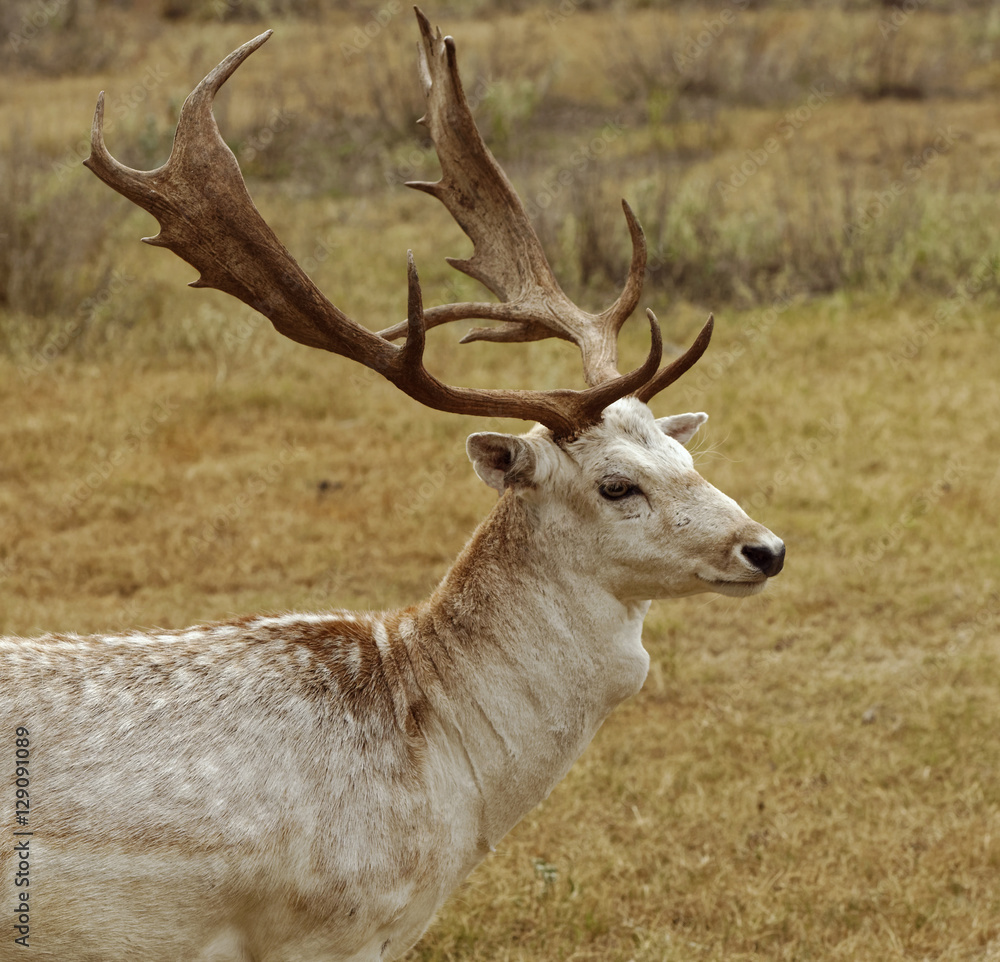 Fototapeta premium Closeup of Fallow Deer buck standing in grassland