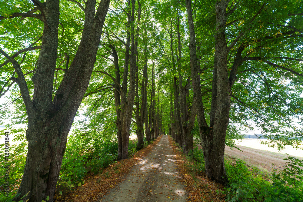 Green alley in latvian countryside.