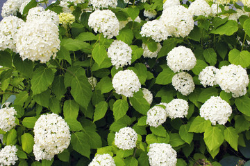 Leinwandbilder Hortensie Hortensie Annabelle im Berliner Garten  © theendup