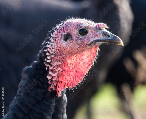 a turkey on a farm outdoors