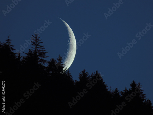 Crescent Moon Black Forest