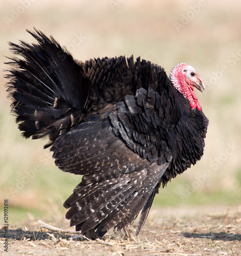 a turkey on a farm outdoors