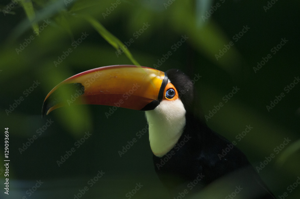 Naklejka premium Tucano