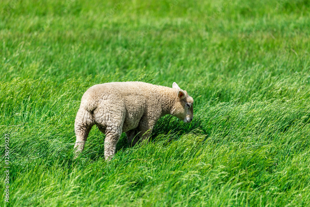 Lonely Sheep with green grass in New Zealand. Lonely Sheep with green grass in New Zealand.