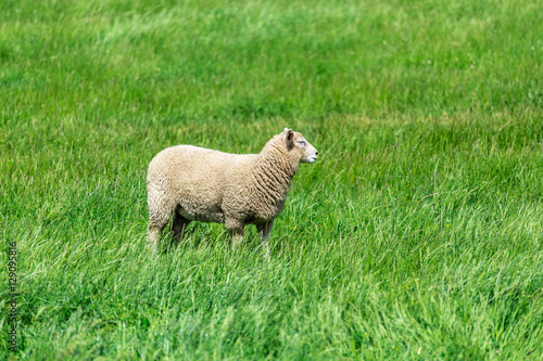 Lonely Sheep with green grass in New Zealand.