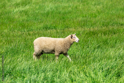 Lonely Sheep with green grass in New Zealand.