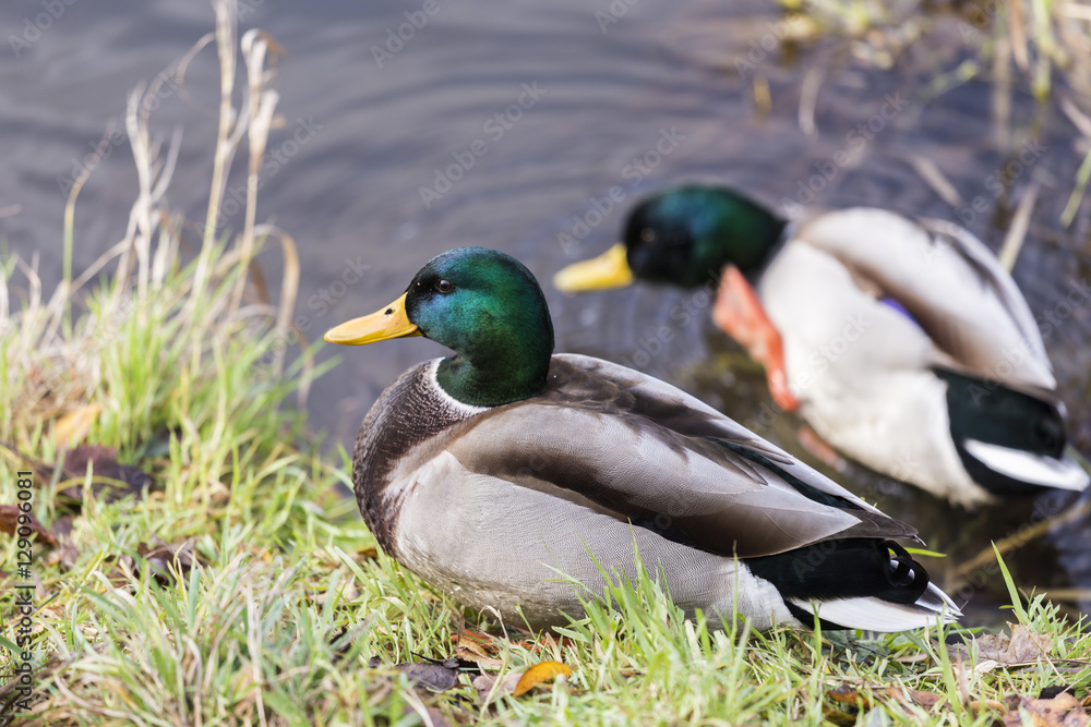 Ducks on a River Ducks on a River