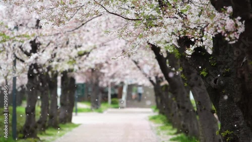 桜吹雪