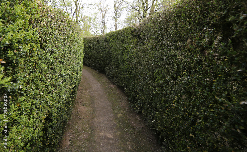 dead end street in an intricate maze of hedges