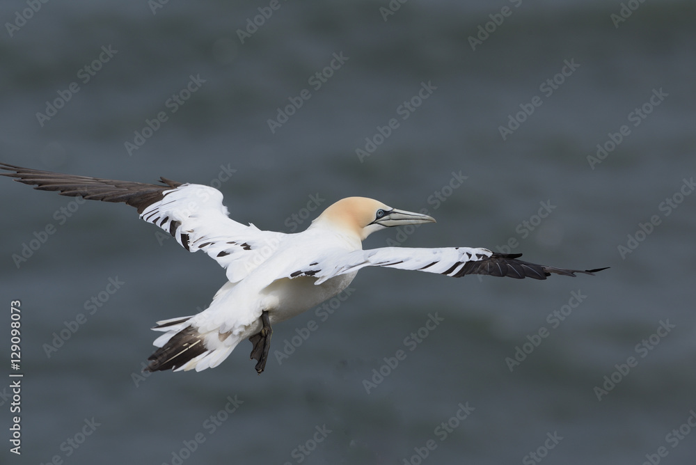 Fototapeta premium Gannet in Flight