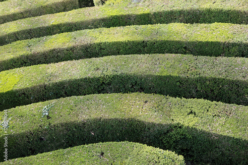 Details of thick hedges of a difficult maze of a garden