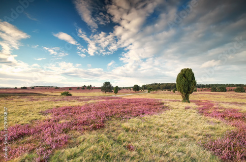 meadow with flowering heather and blue sky