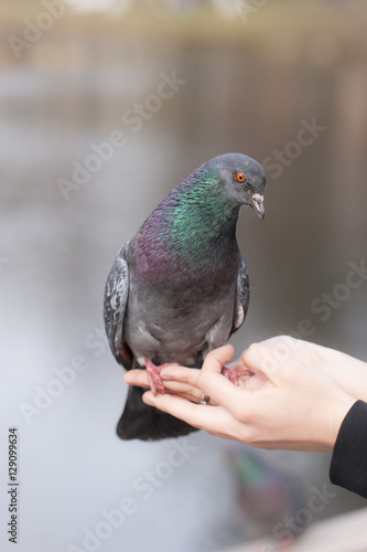 pigeon sitting on a human hand
