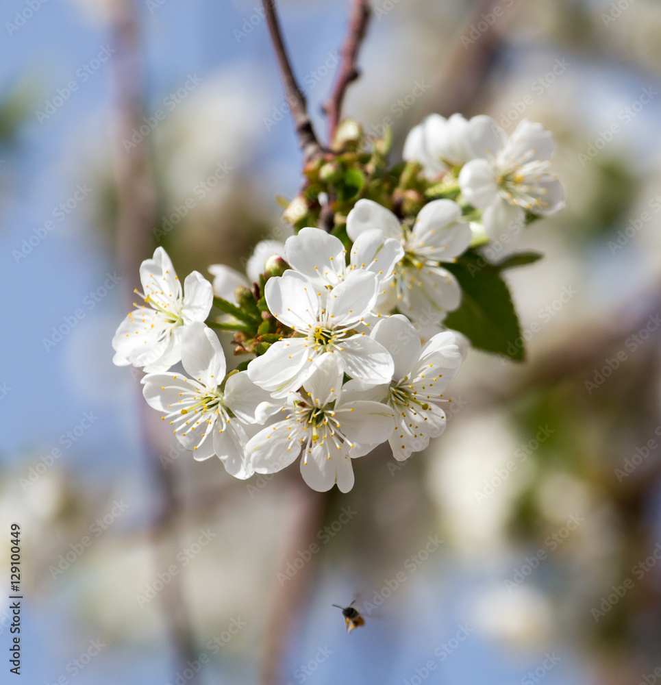 flowers on the tree against the blue sky flowers on the tree against the blue sky