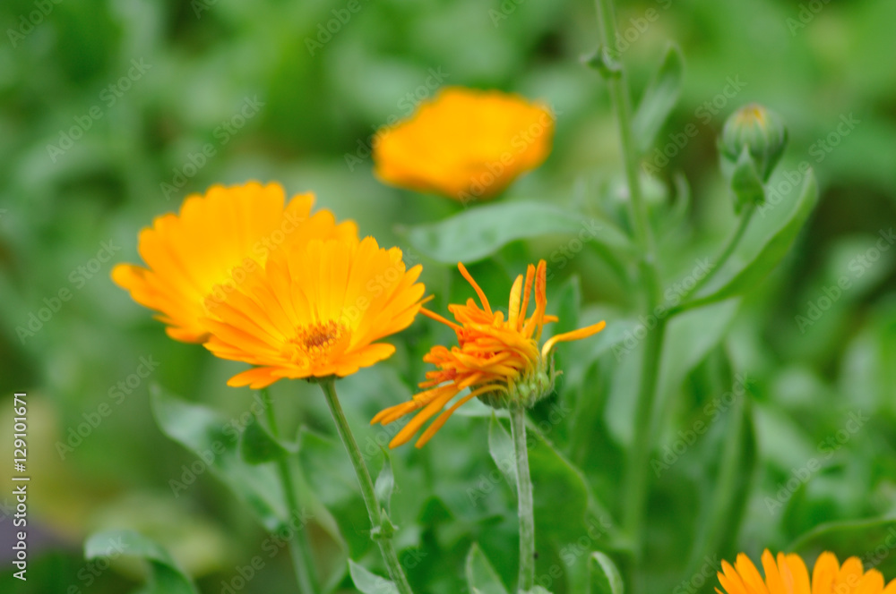 Flowers Flowers