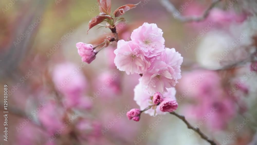 そよ風に揺れる桜