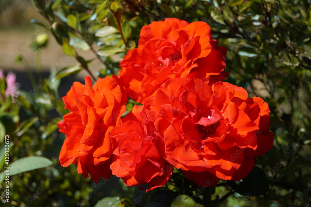 Obraz premium Roses rouge