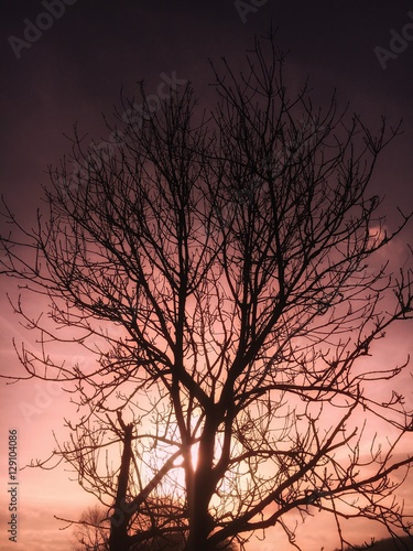 Blätterloser Baum vor Wintersonne © hean
