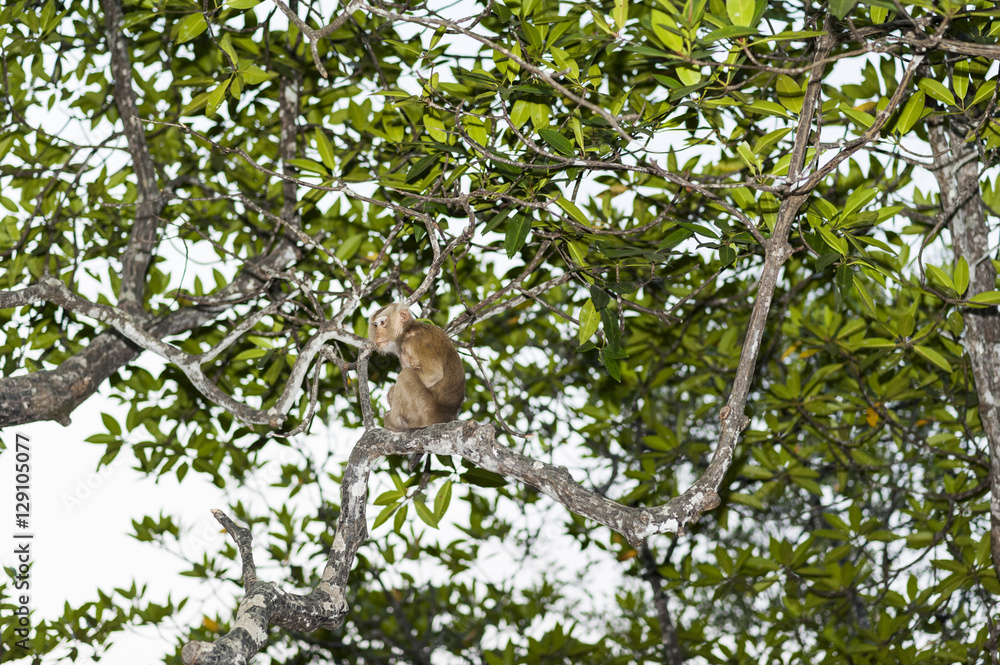 Monkey sitting on a tree branch at mangrove forest Monkey sitting on a tree branch at mangrove forest
