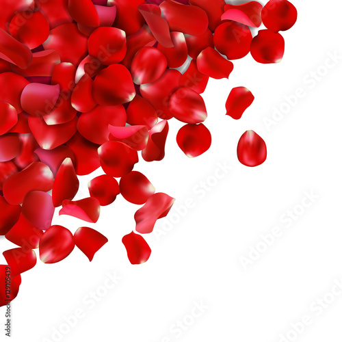 Background of red rose petals. Vector illustration, Isolated on white background