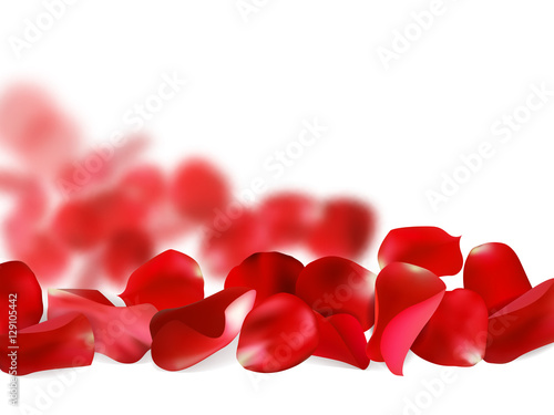 Petals of a red rose, isolated on white background, vector illustration