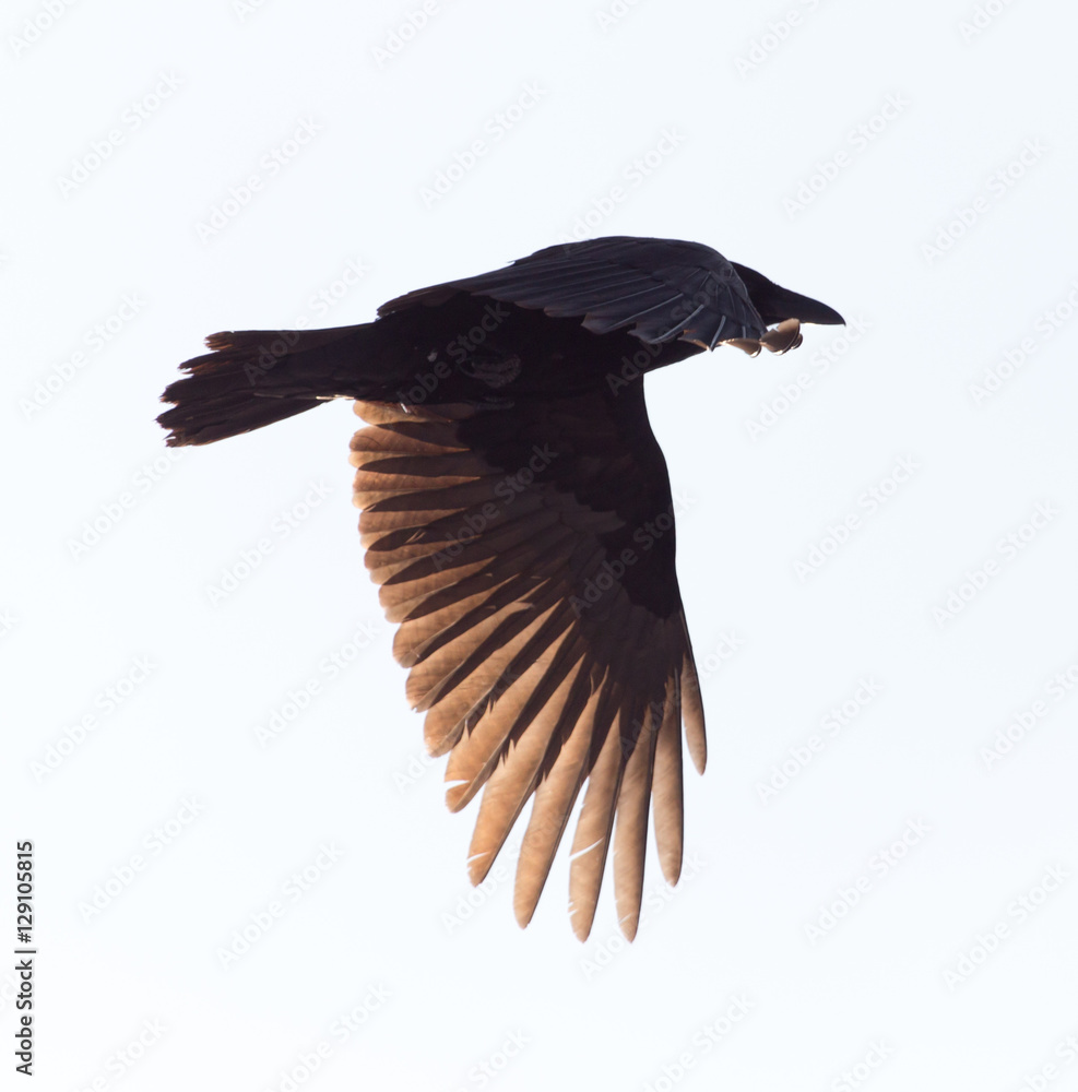 Fototapeta premium crows flying in the sky