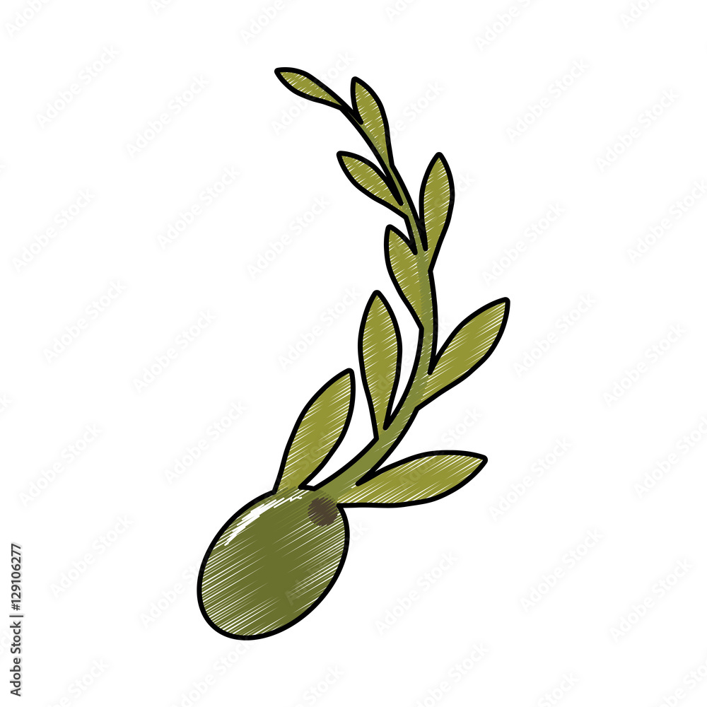 Obraz premium olive and branch icon image vector illustraton design 