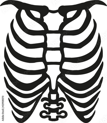 Human ribcage