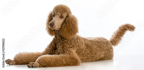 Canvas Print apricot standard poodle