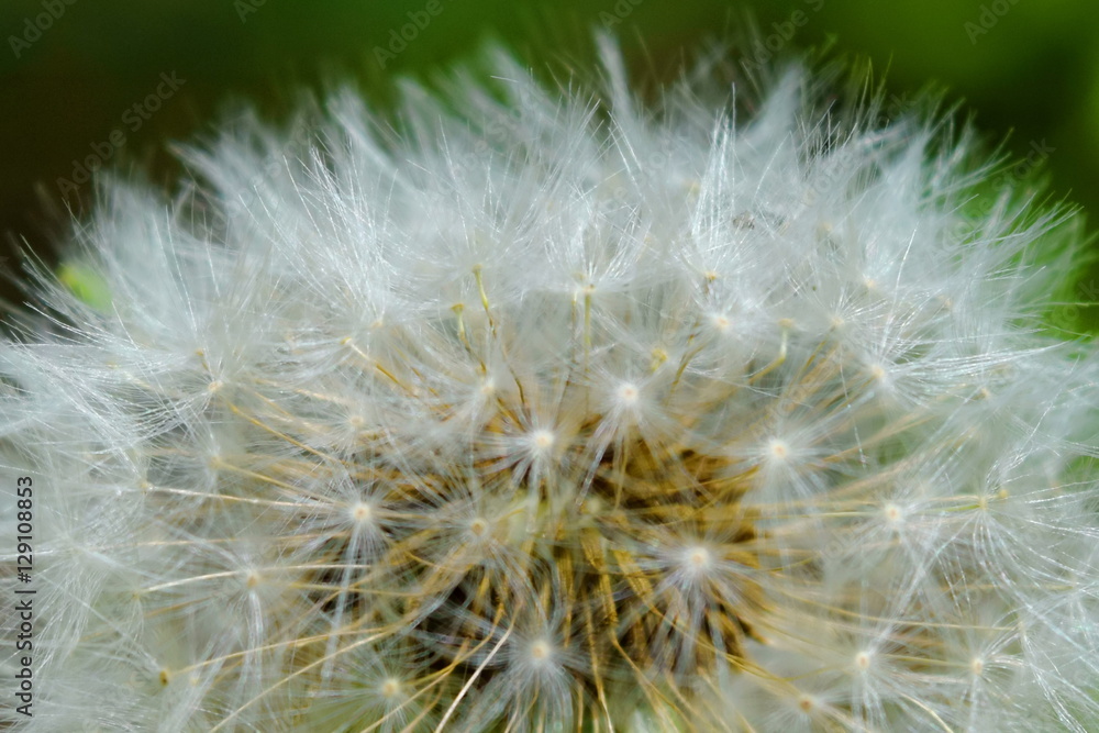 Dandelion wind blows flower Dandelion wind blows flower