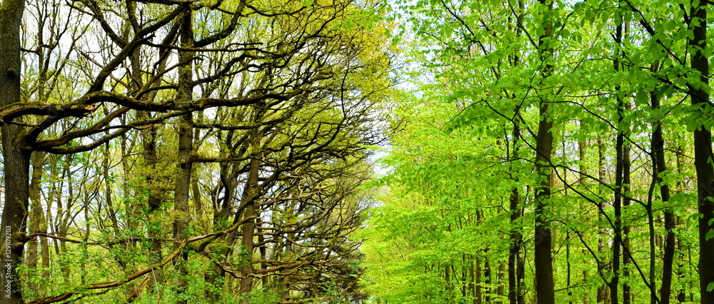 Obraz premium Old trees vs young trees