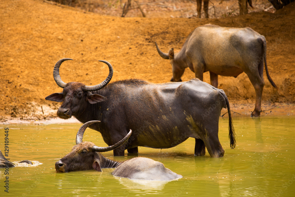 Buffalo hides in water reservoir from heat Buffalo hides in water reservoir from heat