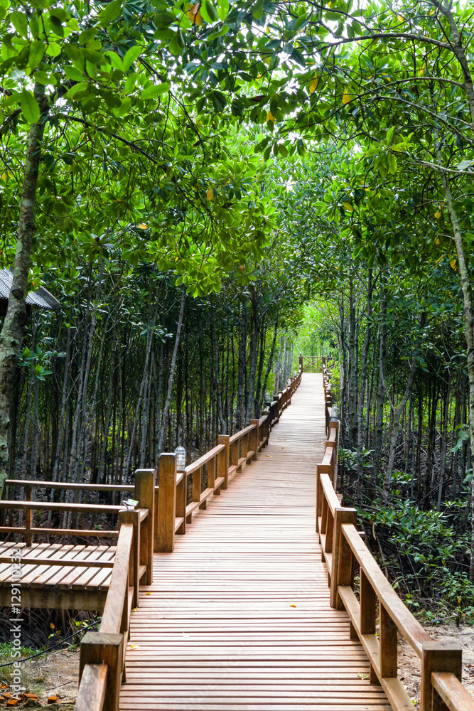 Thung Kha Bay Mangrove Forest. Wooden walkway. Chumphon, Thailand